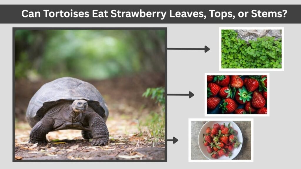 Can Tortoises Eat Strawberry Leaves, Tops, or Stems?