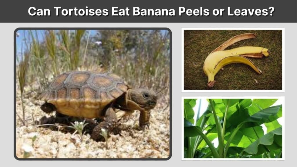 Can Tortoises Eat Banana Peels or Leaves?