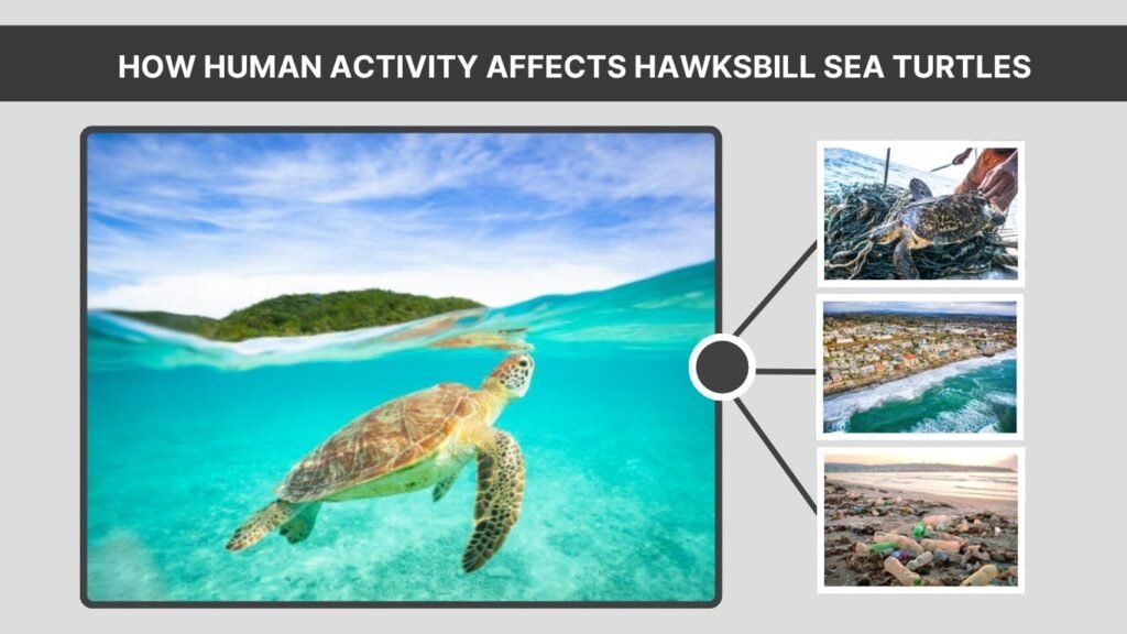 How Human Activity Affects Hawksbill Sea Turtles