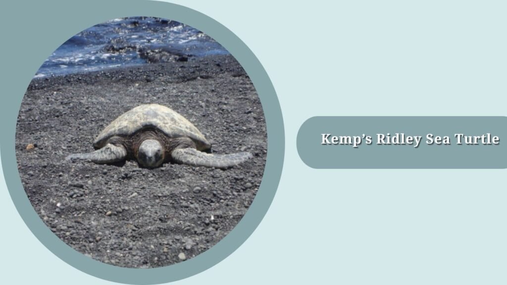 Kemp’s Ridley Sea Turtle
