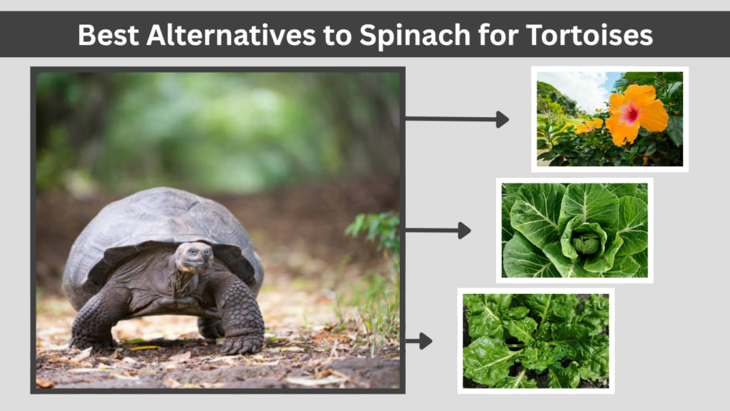 Signs Your Tortoise Is Eating Too Much Spinach