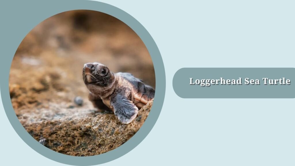 Loggerhead Sea Turtle