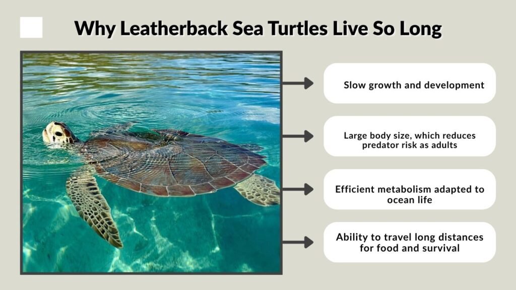 Why Leatherback Sea Turtles Live So Long