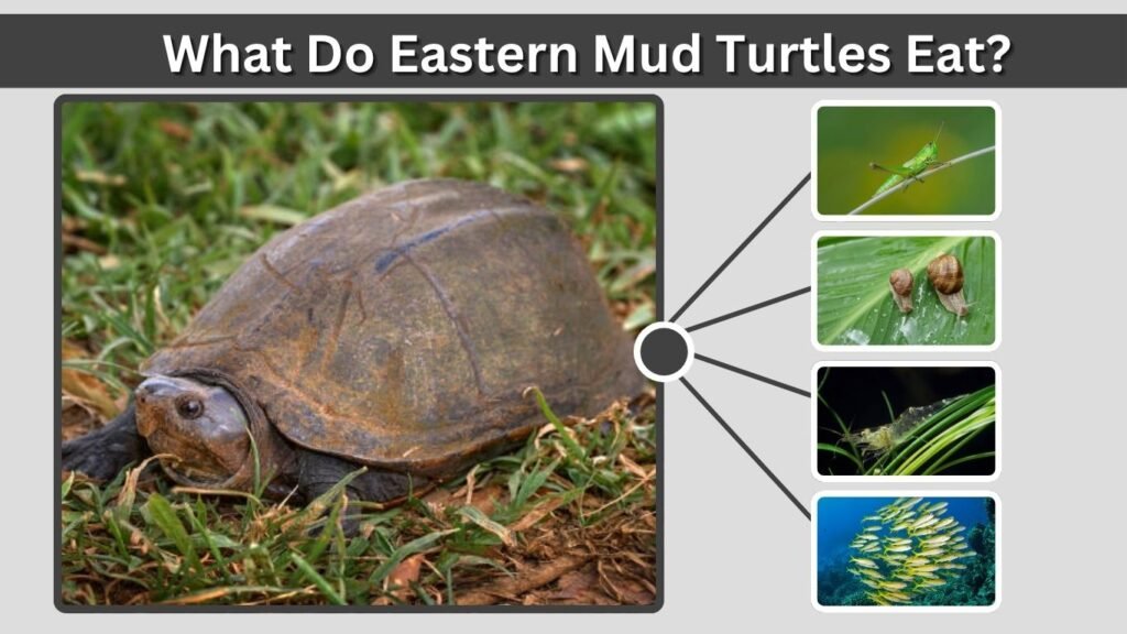What Do Eastern Mud Turtles Eat?