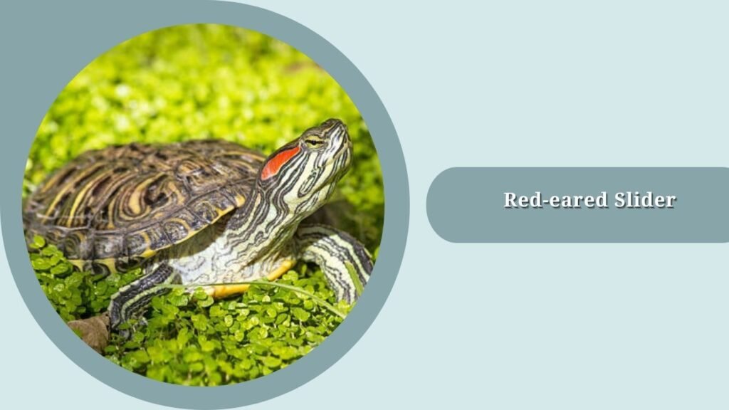  Red-eared Slider