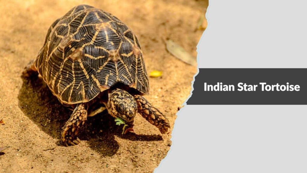  Indian Star Tortoise