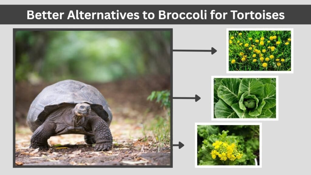 Better Alternatives to Broccoli for Tortoises