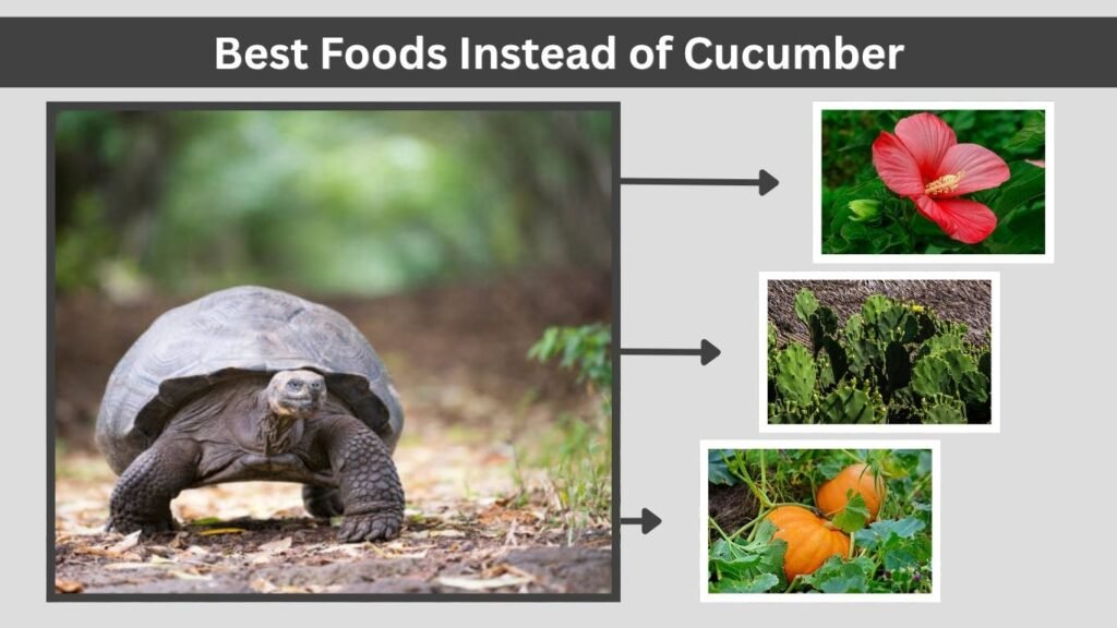 Best Foods Instead of Cucumber