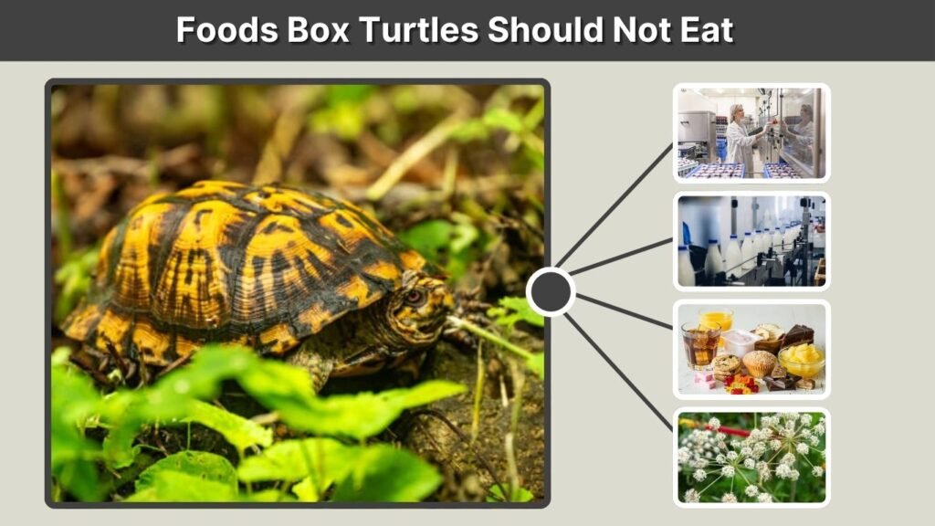 Foods Box Turtles Should Not Eat