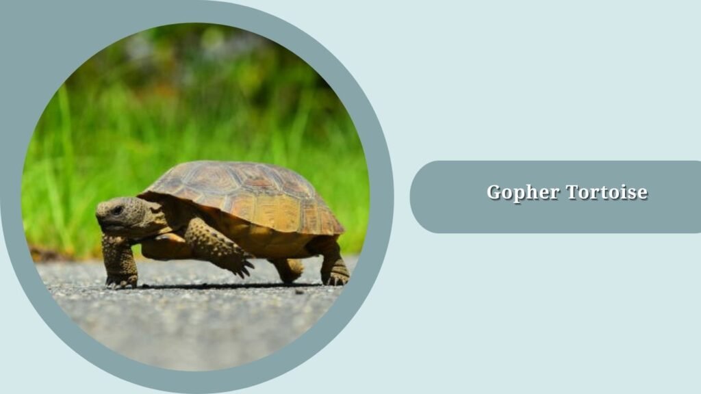 Gopher Tortoise
