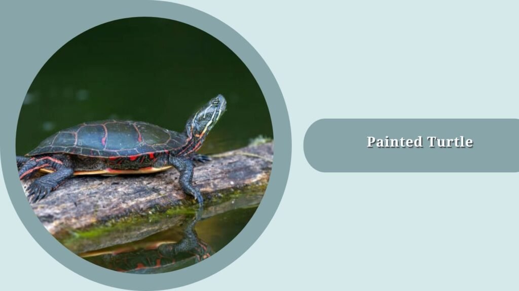 Painted Turtle
