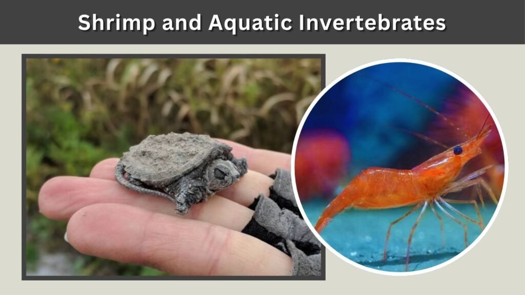 Shrimp and Aquatic Invertebrates