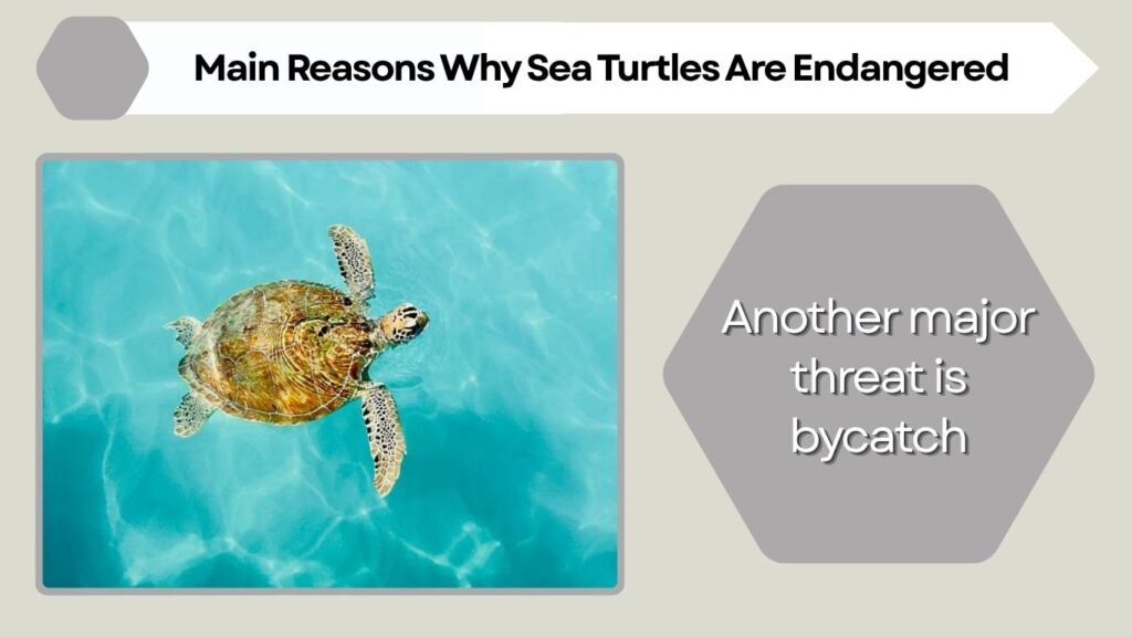 Fishing Nets and Bycatch