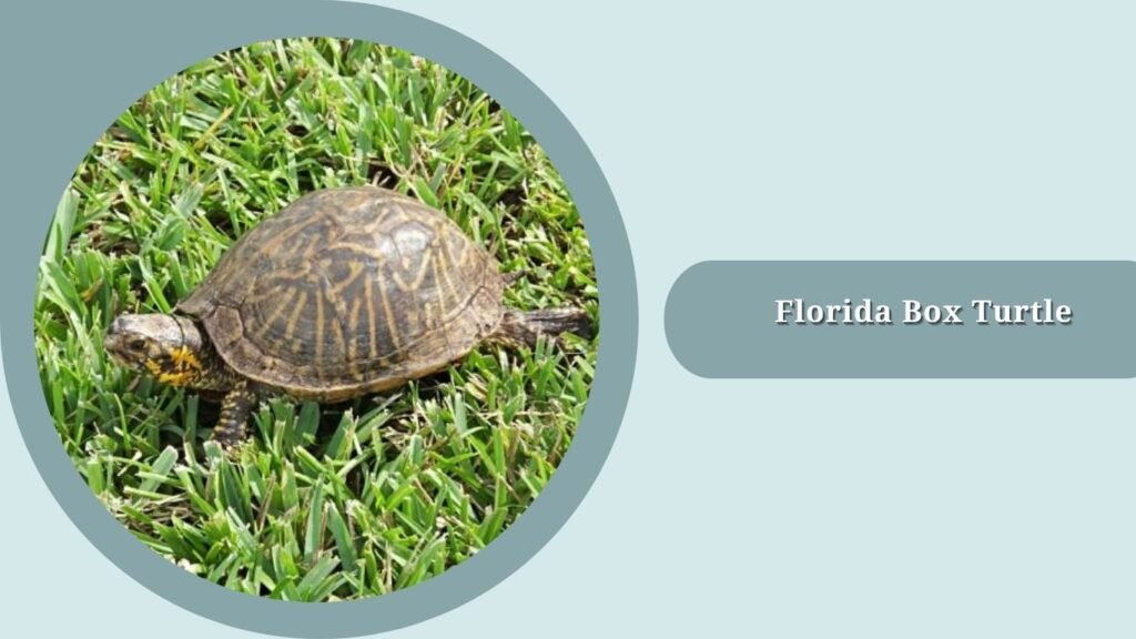 Florida Box Turtle