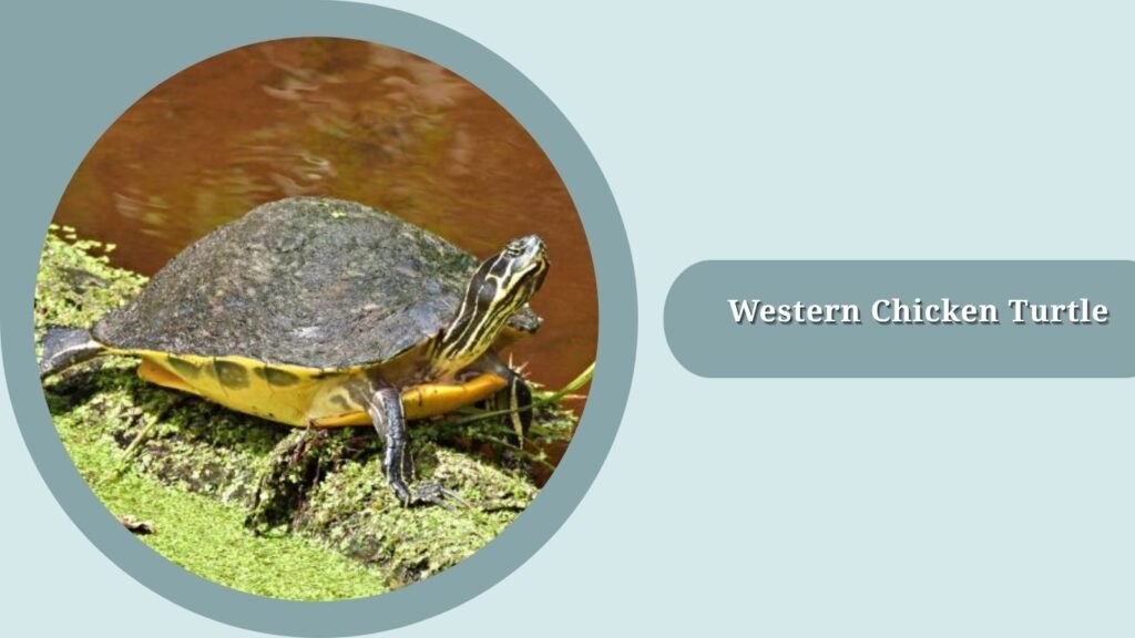 Western Chicken Turtle