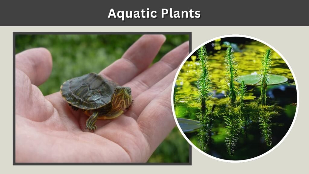Aquatic Plants