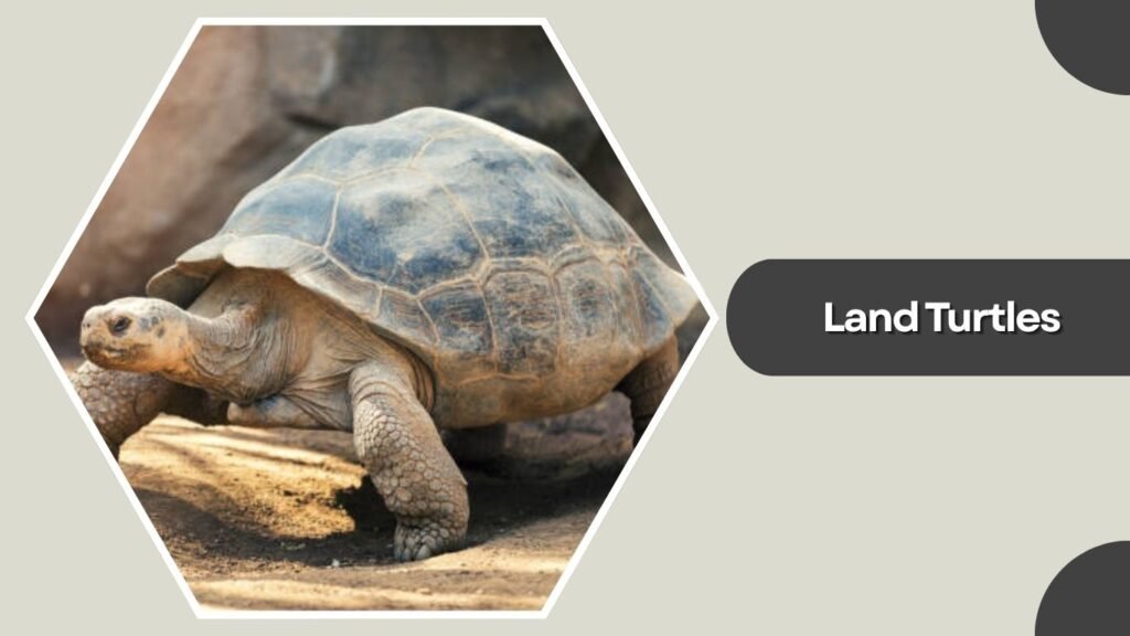 Land Turtles