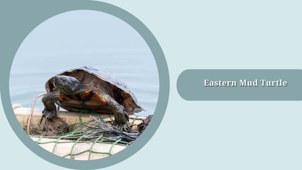 Eastern Mud Turtle