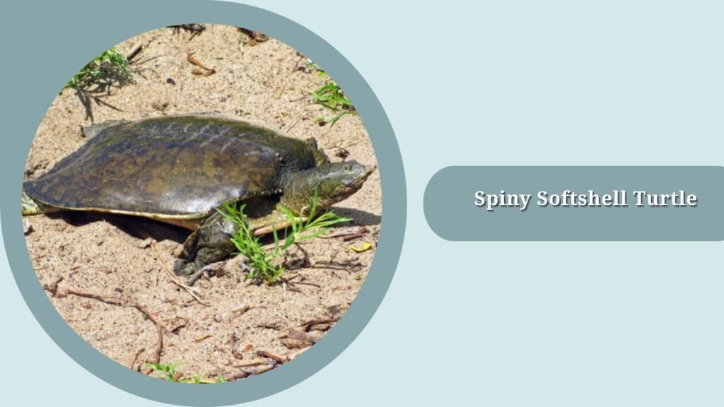 Spiny Softshell Turtle