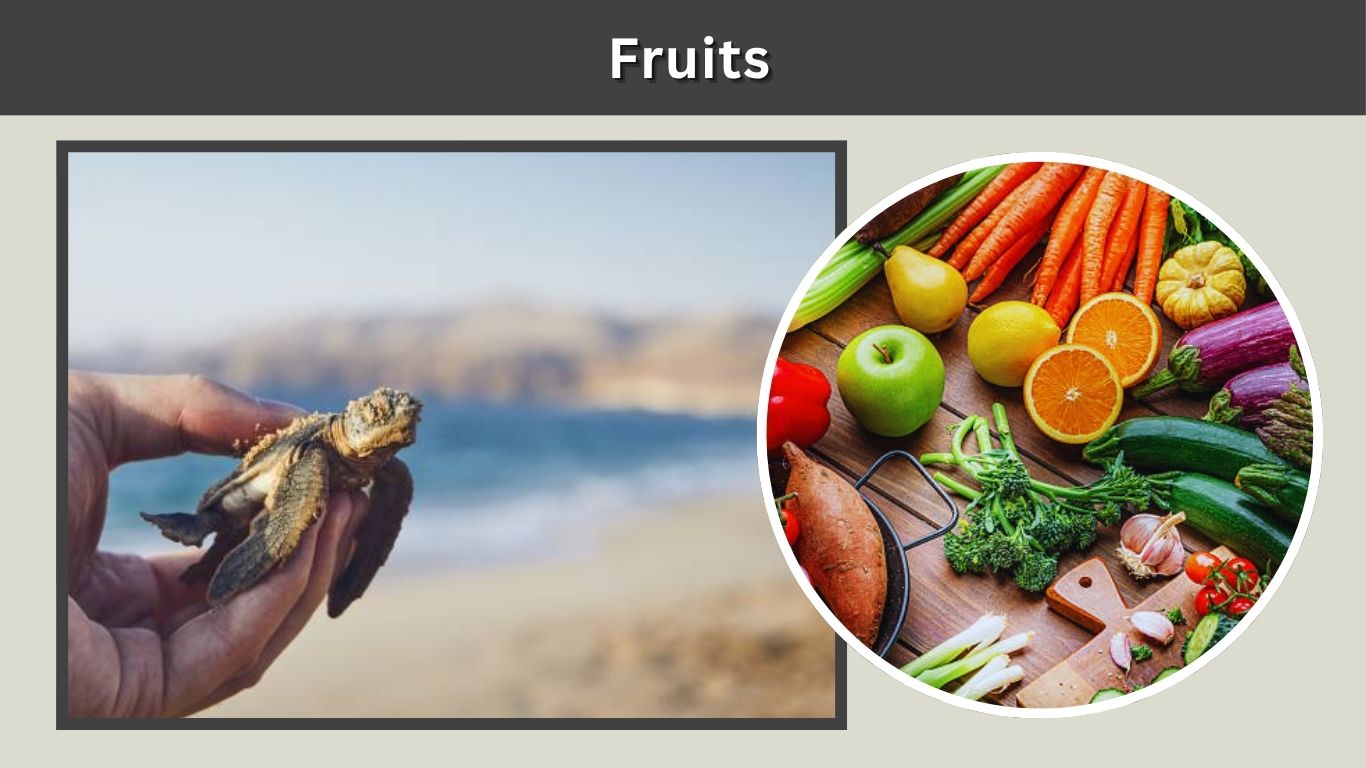 Picture Idea: What Do Baby Turtles Eat 10 Common Safe Foods For