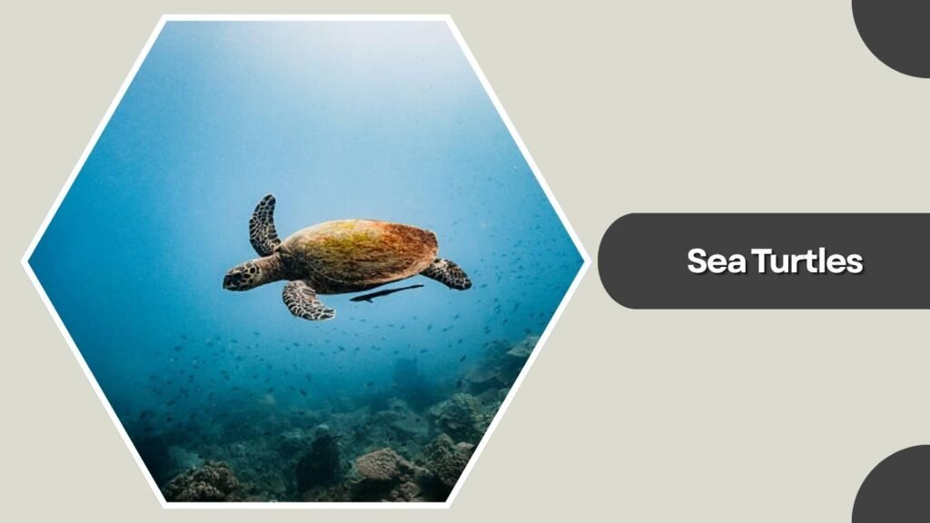 Sea Turtles