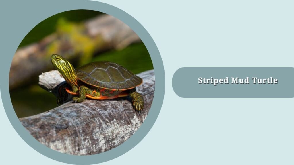 Striped Mud Turtle