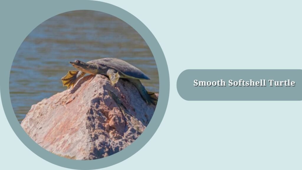 Smooth Softshell Turtle