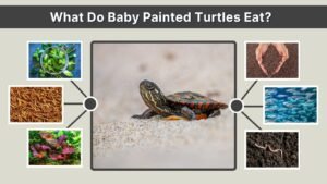 What Do Baby Painted Turtles Eat? 6 Common Safe Foods for Healthy Growth