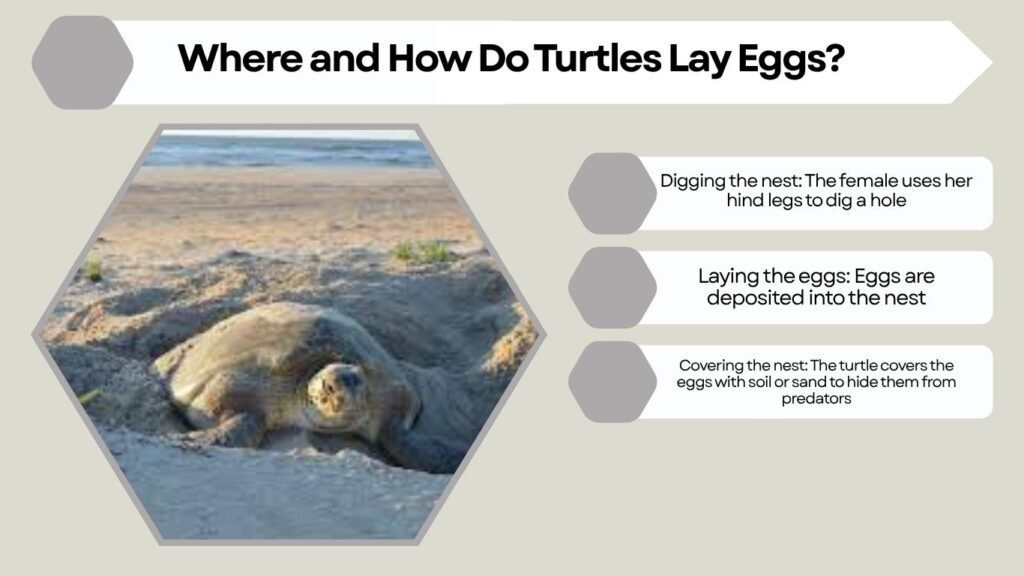 Where and How Do Turtles Lay Eggs?