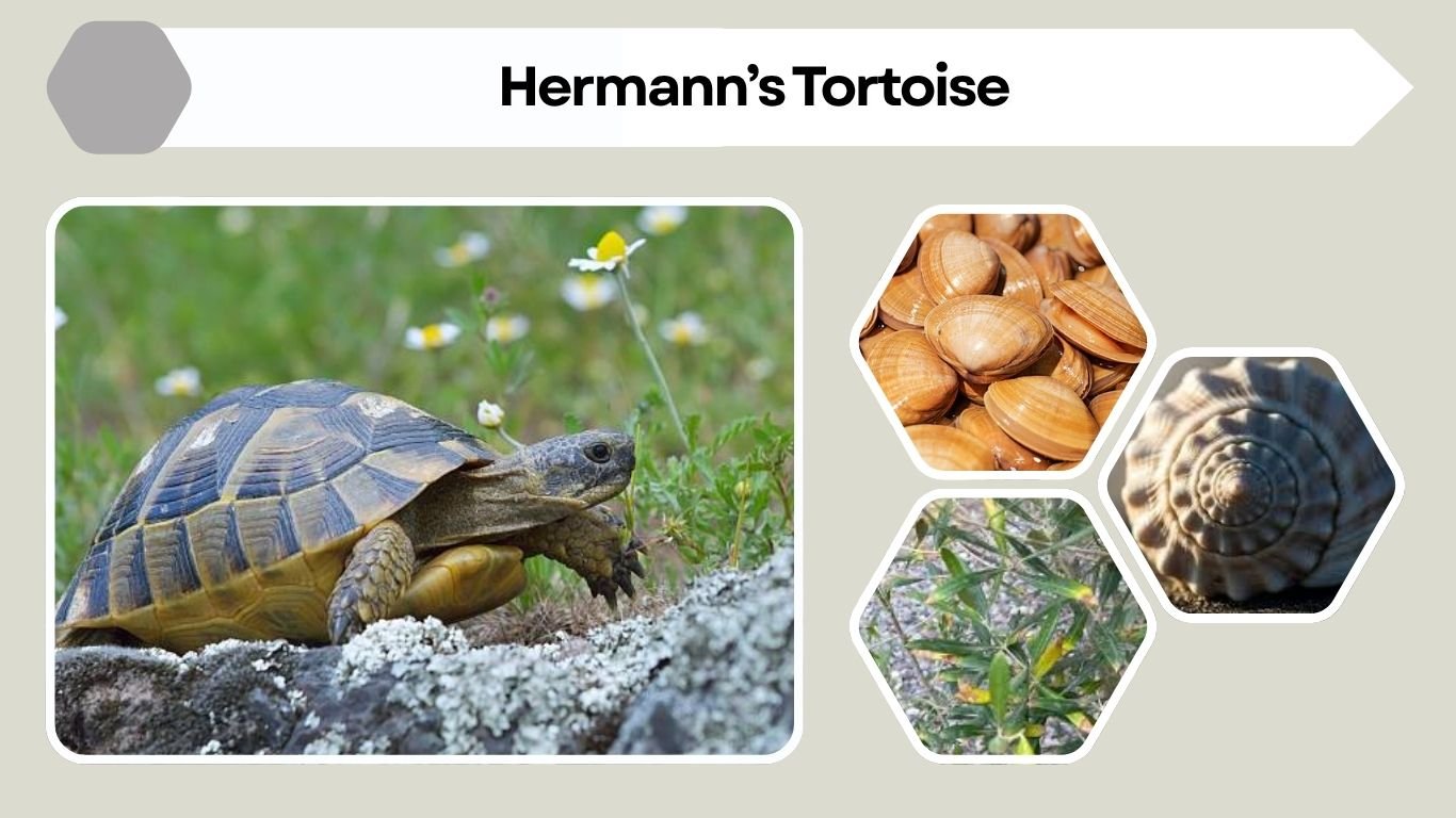 Hermann’s Tortoise: Identification, Habitat, Diet & Facts