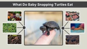 What Do Baby Snapping Turtles Eat