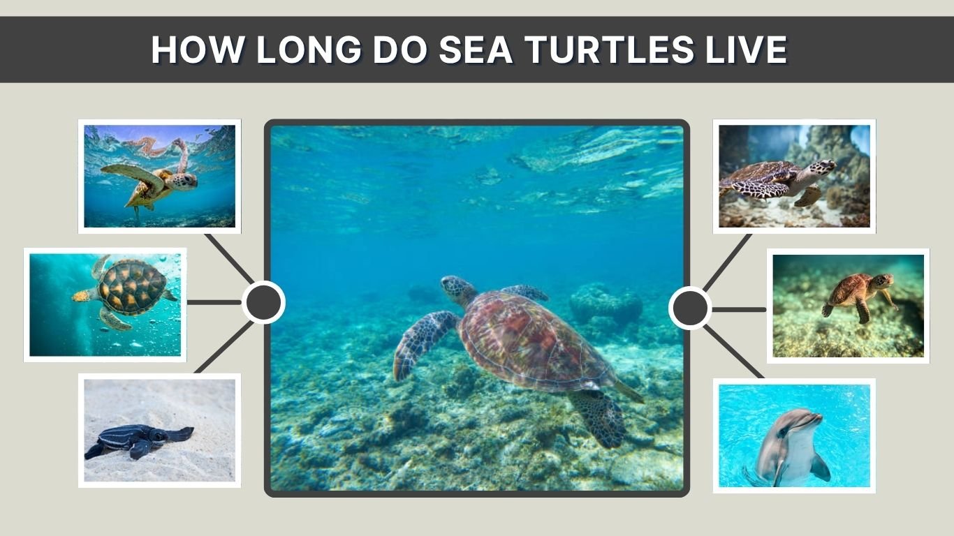 How Long Do Sea Turtles Live? Lifespan & Survival Facts