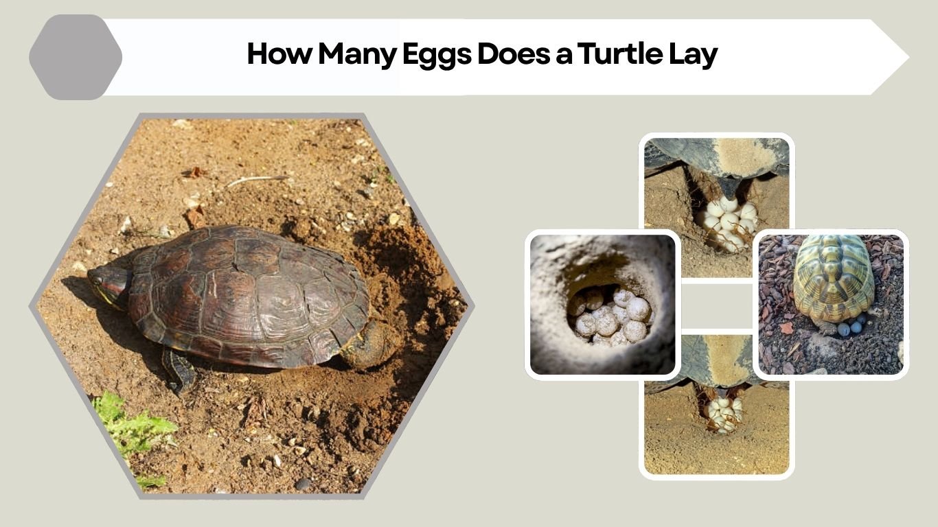 How Many Eggs Does a Turtle Lay