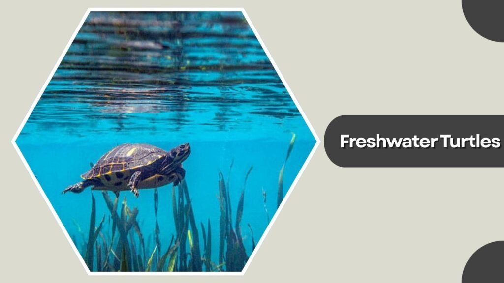 Freshwater Turtles