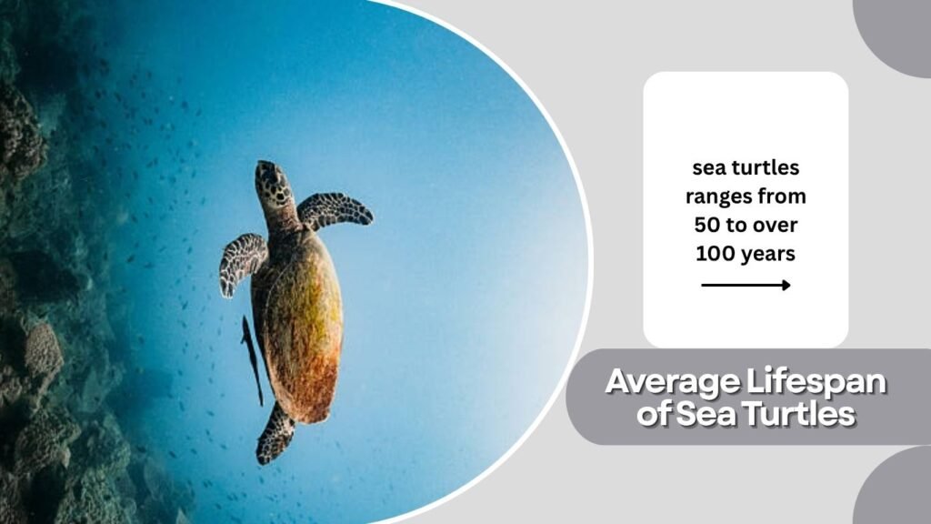 Average Lifespan of Sea Turtles