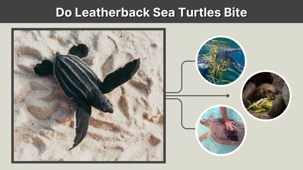 Do Leatherback Sea Turtles Bite