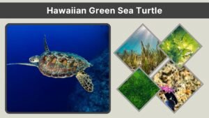 Hawaiian Green Sea Turtle (Honu): Facts, Habitat, Diet