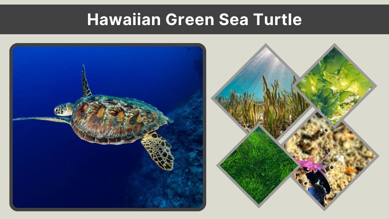 Hawaiian Green Sea Turtle (Honu): Facts, Habitat, Diet
