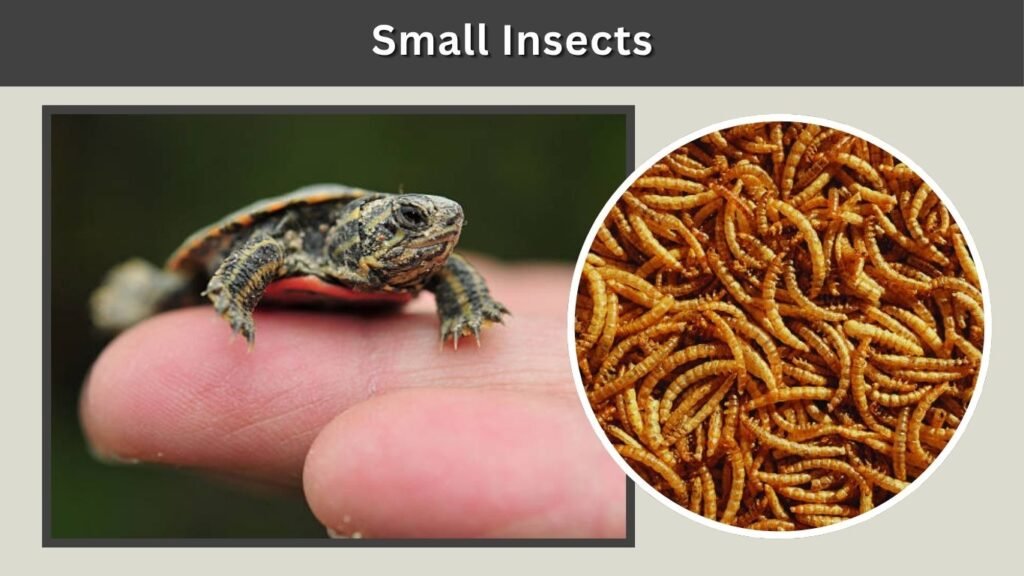 What Do Baby Painted Turtles Eat? 6 Common Safe Foods for Healthy Growth