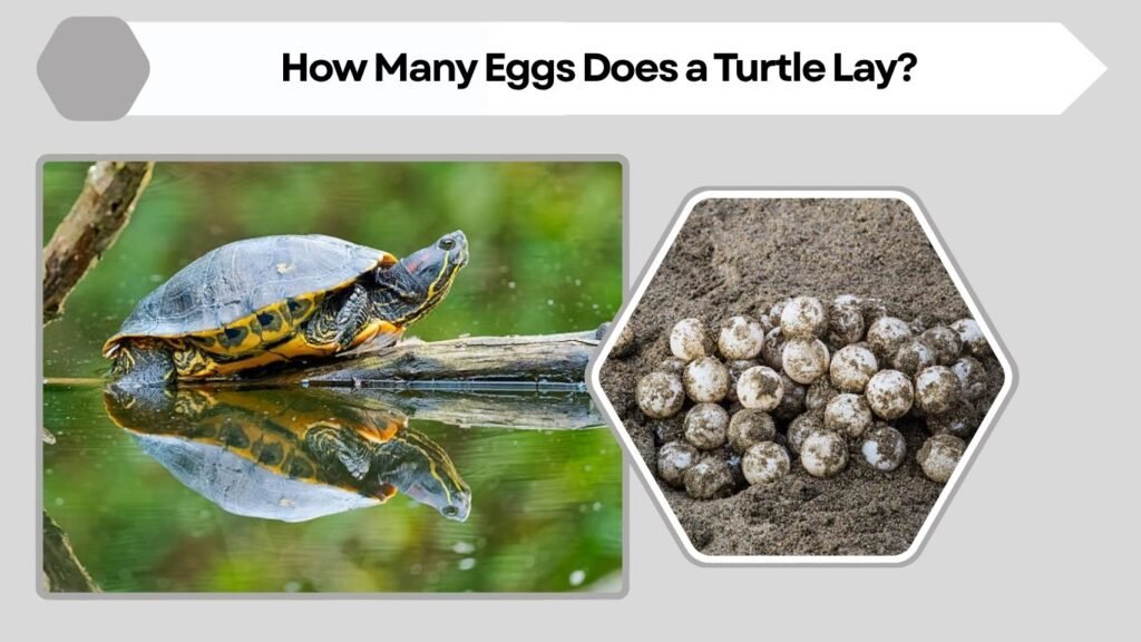 How Many Eggs Does a Turtle Lay?