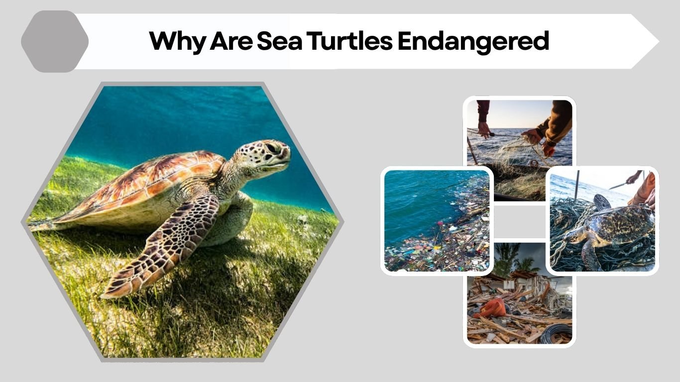 Why Are Sea Turtles Endangered? Facts, Causes & Solutions