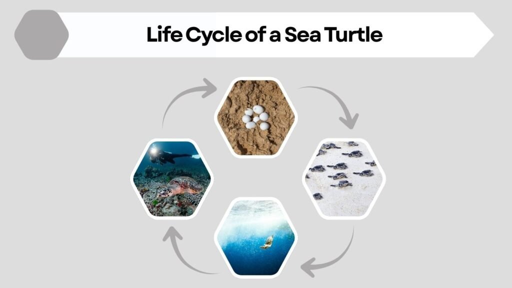 Life Cycle of a Sea Turtle