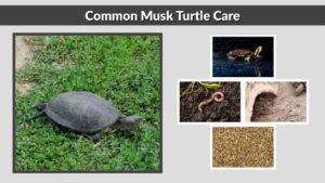 Common Musk Turtle Care, Size and Tank Setup Guide