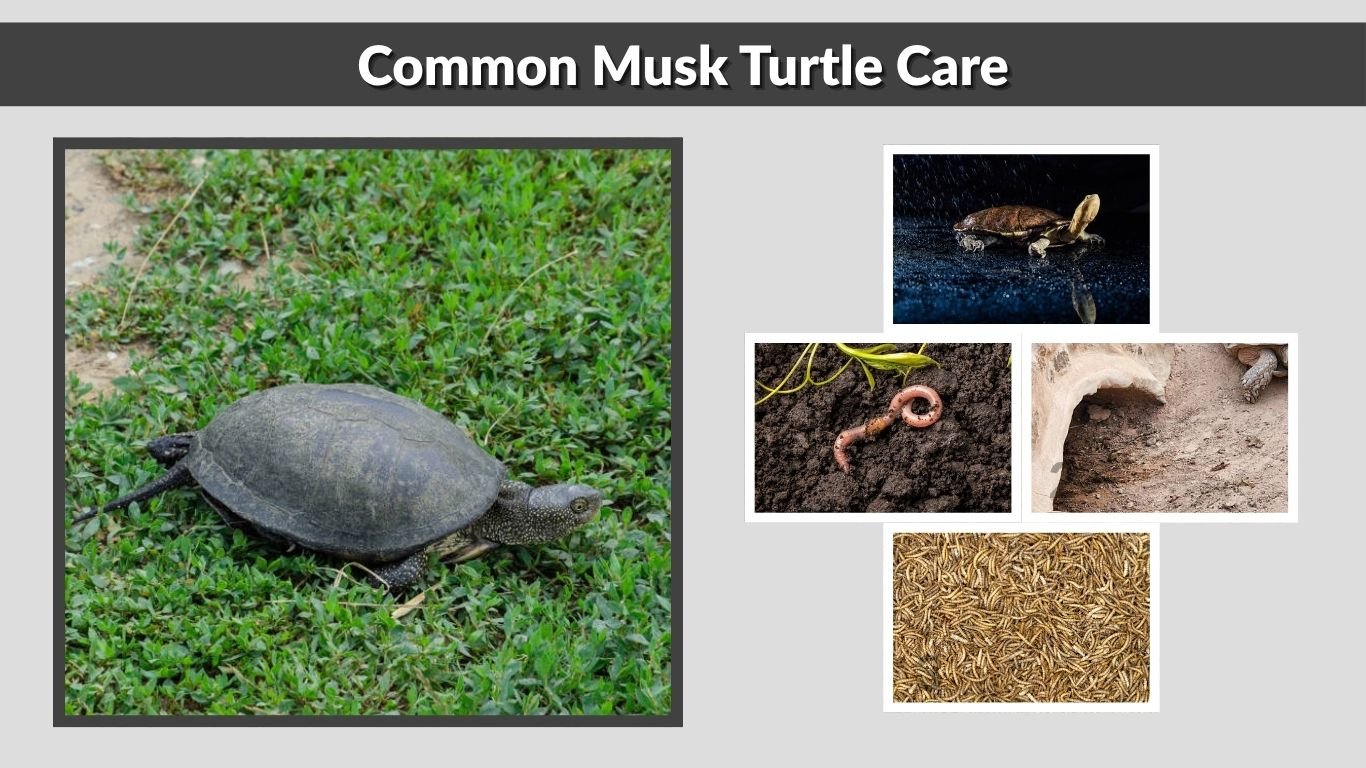 Common Musk Turtle Care, Size and Tank Setup Guide
