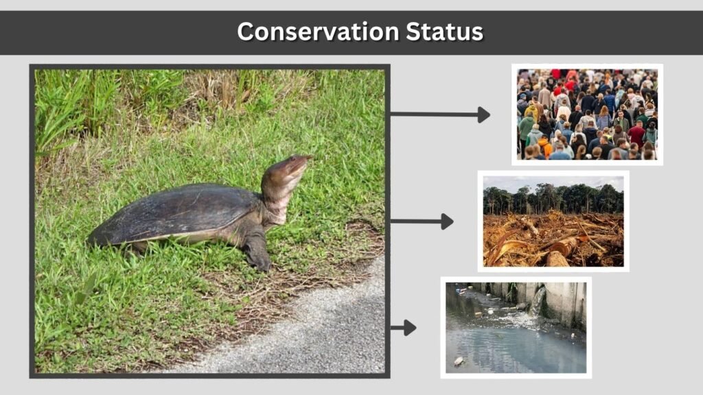 Conservation Status