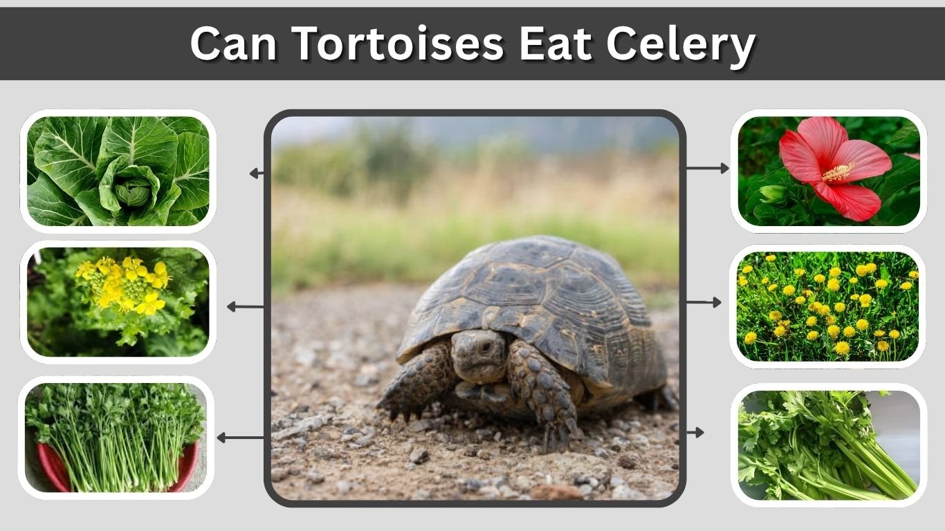 Can Tortoises Eat Celery? Safe Feeding Guide
