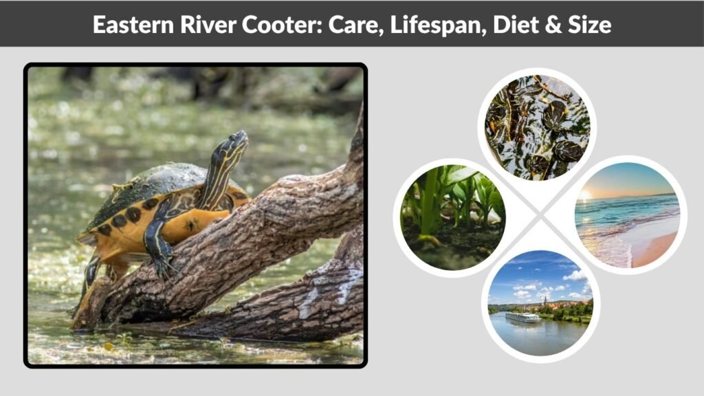 Eastern River Cooter: Care, Lifespan, Diet & Size