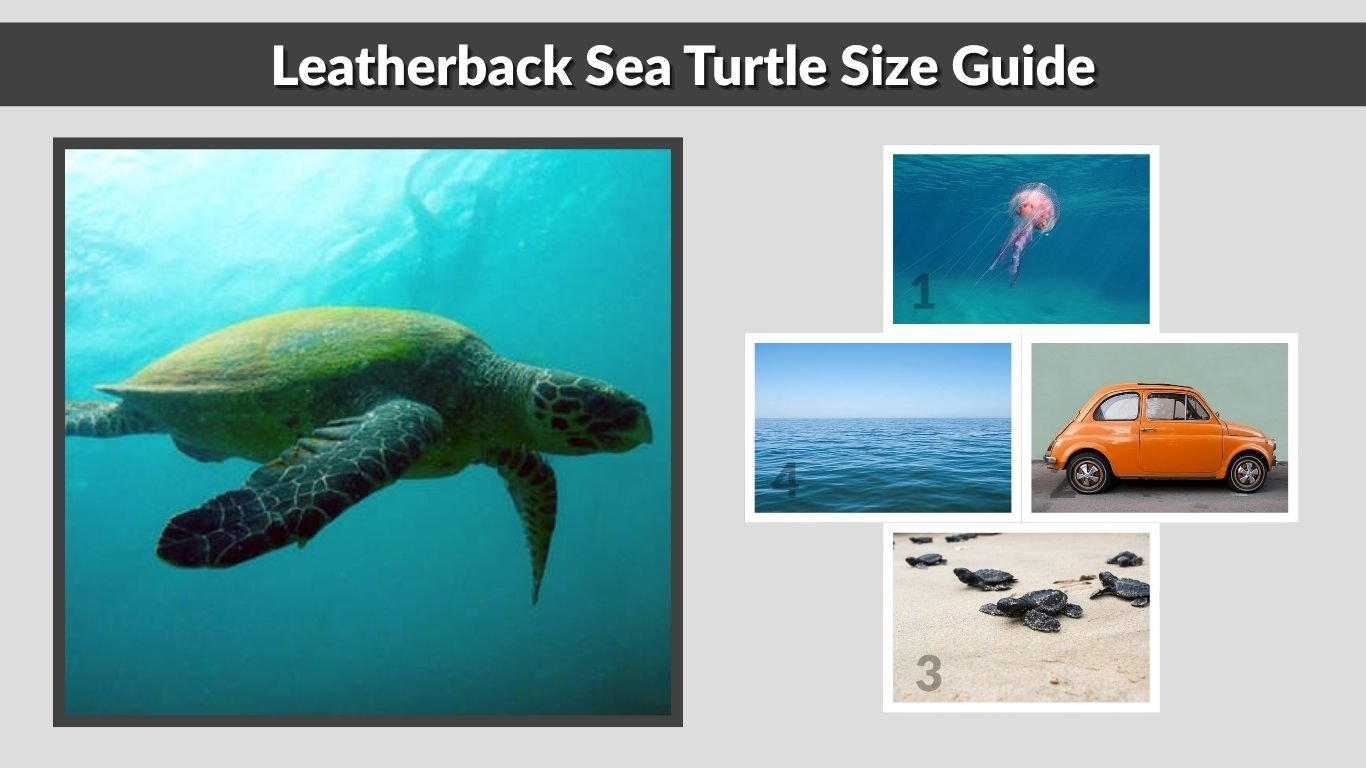 Leatherback Sea Turtle Size Guide (Length, Weight & Comparison)