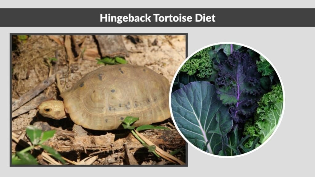 Hingeback Tortoise Diet