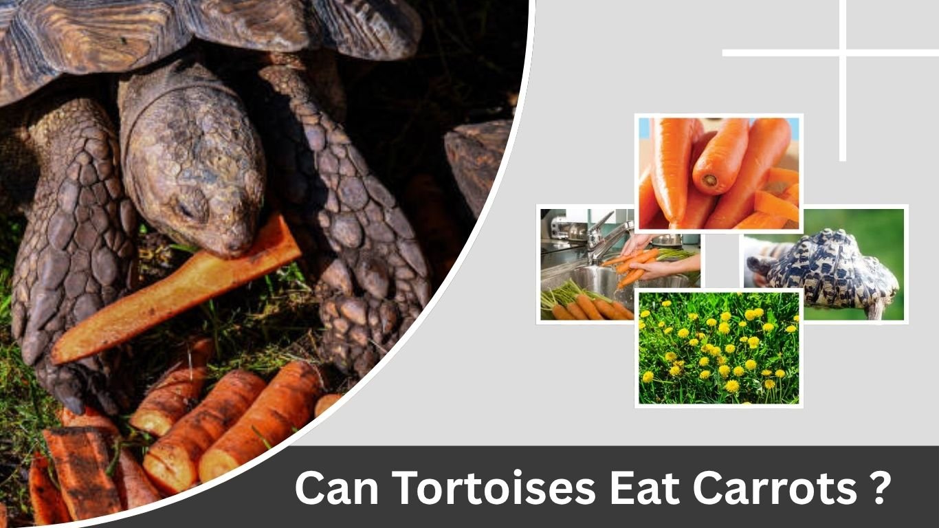 Can Tortoises Eat Carrots? Safe Feeding Guide